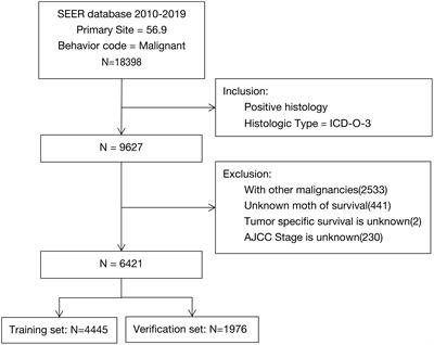 Survival prognosis model for elderly women with epithelial ovarian cancer based on the SEER database